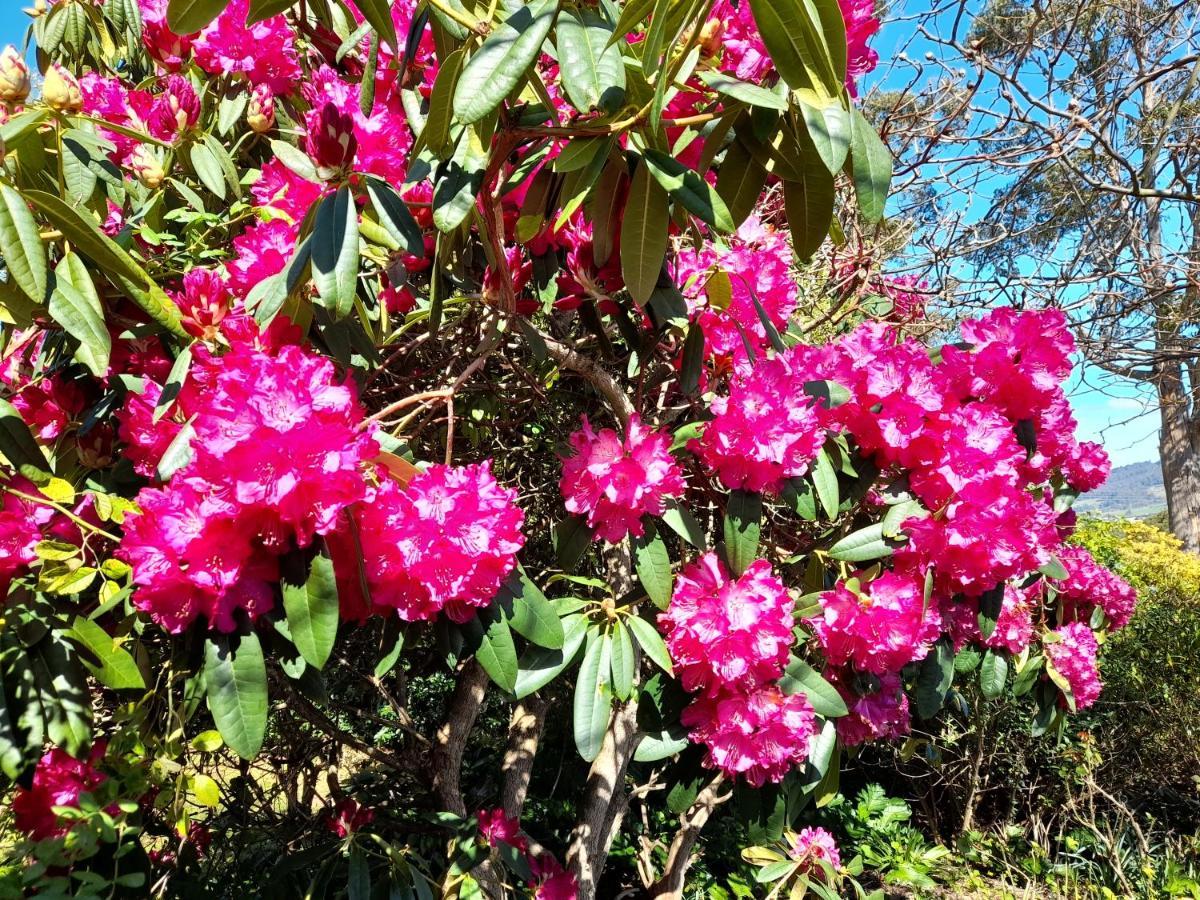 הונוילה Hillside Bed And Breakfast מראה חיצוני תמונה