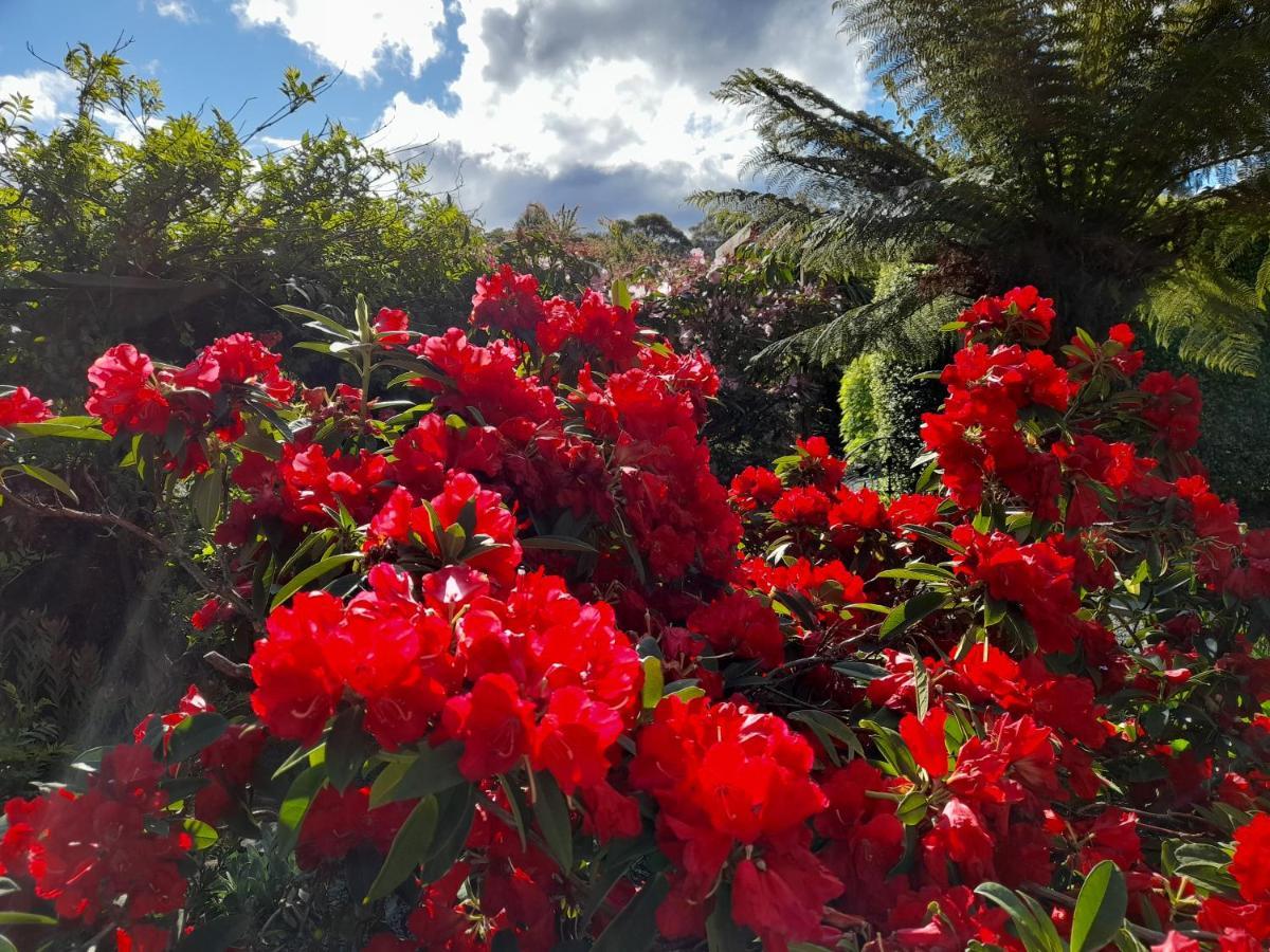 הונוילה Hillside Bed And Breakfast מראה חיצוני תמונה